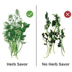 Plastic Herb Saver Best Keeper for Freshest