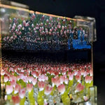 Tulip Cube Mirror Lamp